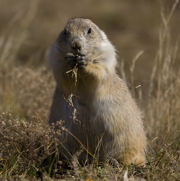 A Prairie dog eating