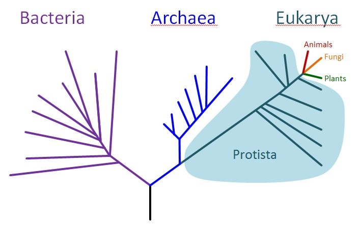 Domains Archaea, Bacteria and Eukarya 