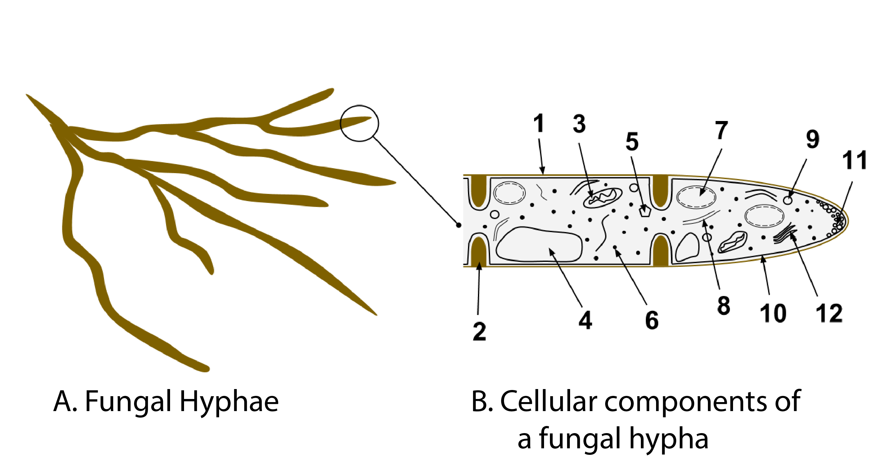 Macroscopic and microscopic views of a fungal hyphae