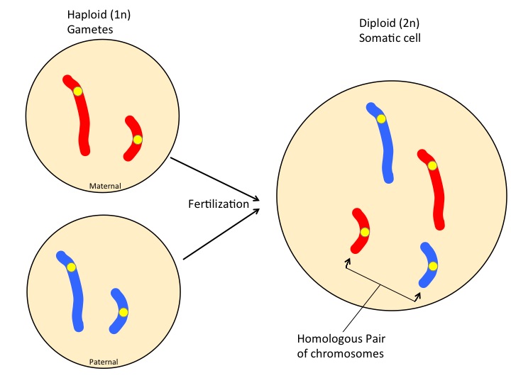 fertilization for 2 pairs of homologous chromosomes.