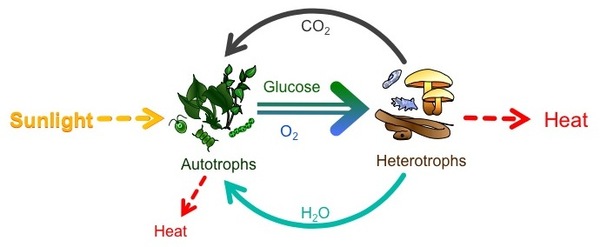 This image shows the flow of energy and the role of photosynthesis.
