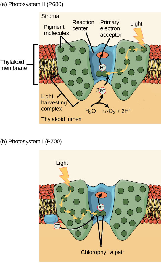  Illustration a shows the structure of PSII, which is embedded in the thylakoid membrane. At the core of PSII is the reaction center. The reaction center is surrounded by the light-harvesting complex, which contains antenna pigment molecules that shunt light energy toward a pair of chlorophyll a molecules in the reaction center. As a result, an electron is excited and transferred to the primary electron acceptor. A water molecule is split, releasing two electrons which are used to replace excited electrons. Illustration b shows the structure of PSI, which is similar in structure to PSII. However, PSII uses an electron from the chloroplast electron transport chain also embedded in the thylakoid membrane to replace the excited electron.