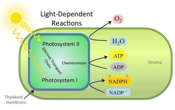 Chemiosmosis, The light-dependent reactions, By OpenStax ...