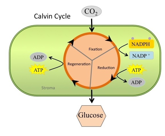 An overview of Calvin Cycle.