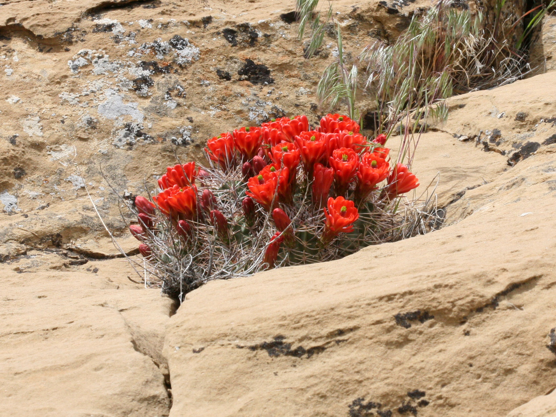 This photo shows a blooming cactus growing in cracks in a rock.