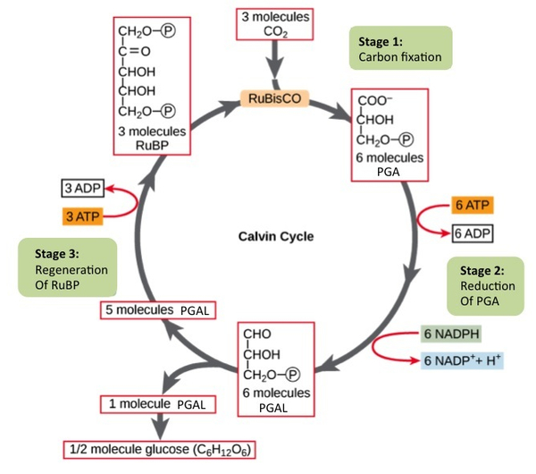 A diagram of the Calvin cycle is shown with its three stages: carbon fixation, PGA reduction, and regeneration of RuBP. In stage 1, the enzyme RuBisCO adds a carbon dioxide to the five-carbon molecule RuBP, producing two three-carbon PGA molecules. In stage 2, two NADPH and two ATP are used to reduce PGA to PGAL. In stage 3 RuBP is regenerated from PGAL. One ATP is used in the process. Three complete cycles produces one new PGA, which is shunted out of the cycle and made into glucose (C6H12O6).