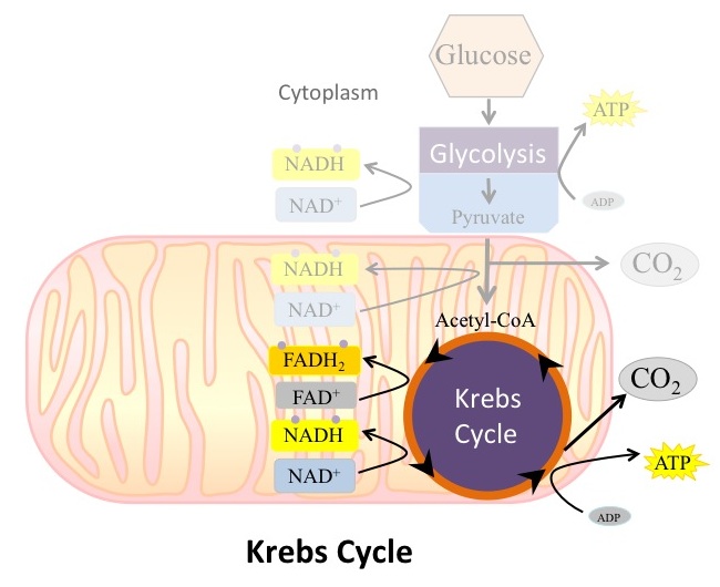 Overview of Krebs Cycle