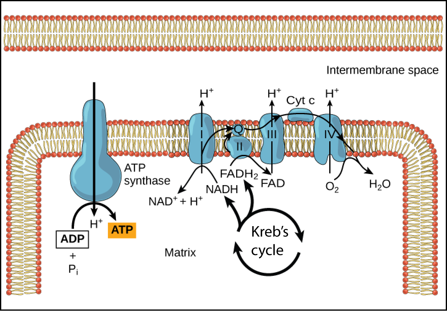 This illustration shows the electron transport chain, the ATP synthase enzyme embedded in the inner mitochondrial membrane, and the citric acid cycle occurring in the mitochondrial matrix. The citric acid cycle feeds NADH and FADH_{2} to the electron transport chain. The electron transport chain oxidizes these substrates and, in the process, pumps protons into the intermembrane space. ATP synthase allows protons to leak back into the matrix and synthesizes ATP.