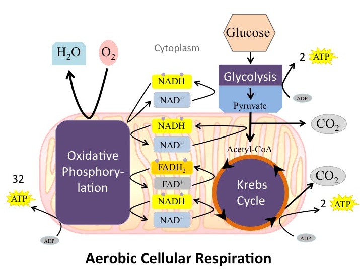 Overview of aerobic cellular respiration showing the number of ATP produced by the various steps of the process.