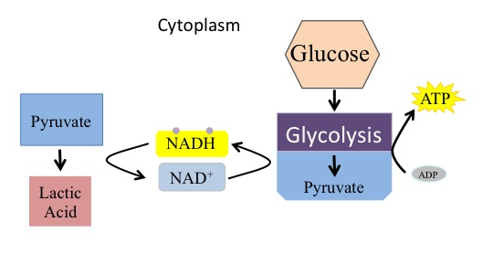 This illustration shows that during glycolysis, glucose is broken down into two pyruvate molecules and, in the process, two NADH are formed from NAD^{+}. During lactic acid fermentation, the two pyruvate molecules are converted into lactate, and NADH is recycled back into NAD^{+}.