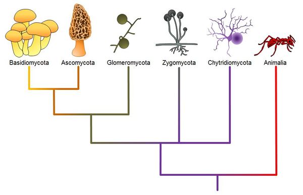  Phylogenetic tree of the groups Chytridiomycota (Chytrids), the Zygomycota (conjugated fungi), the Ascomycota (sac fungi), the Basidiomycota (club fungi) and Glomeromycota