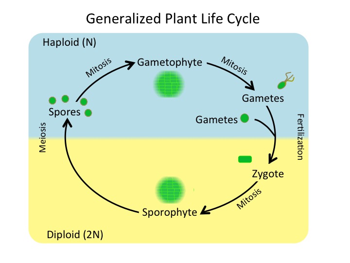  The plant life cycle has haploid and diploid stages. The cycle begins when haploid (1n) spores undergo mitosis to form a multicellular gametophyte. The gametophyte produces gametes, two of which fuse to form a diploid zygote. The diploid (2n) zygote undergoes mitosis to form a multicellular sporophyte. Meiosis of cells in the sporophyte produces 1n spores, completing the cycle.