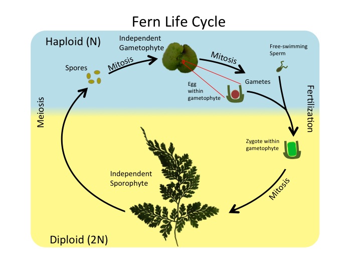  The fern life cycle begins with a diploid (2n) sporophyte, which is the fern plant. Sporangia are round bumps that occur on the bottom of the leaves. Sporangia undergo mitosis to form haploid (1n) spores. The spores germinate and grow into a green gametophyte 1n that resembles lettuce. The gametophyte contains antheridia that produce, sperm and archegonia that produce eggs. Inside the archegonium the sperm fertilizes the egg, forming a diploid (2n) zygote. The zygote undergoes mitosis to form a 2n sporophyte, ending the cycle.