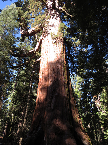 View from below a Giant Sequoia