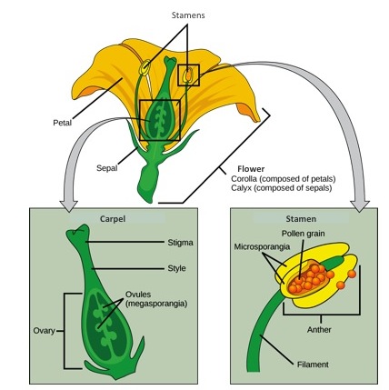 Illustration shows parts of a flower, which is called the perianth. The corolla is composed of petals, and the calyx is composed of sepals. At the center of the perianth is a vase-like structure called the carpel. A flower may have one or more carpels, but the example shown has only one. The narrow neck of the carpel, called the style, widens into a flat stima at the top. The ovary is the wide part of the carpel. Ovules, or megasporangia, are clusters of pods in the middle of the ovary. The androecium is composed of stamens which cluster around the  carpel. The stamen consists a long, stalk-like filament with an anther at the end. The anther shown is tri-lobed. Each lobe, called a microsporangium, is filled with pollen.