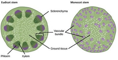  Part A is cross section of a dicot stem. In the center of the stem is ground tissue. Symmetrically arranged near the outside of the stem are egg-shaped vascular bundles; the narrow end of the egg points inward. The inner part of the vascular bundle is xylem tissue, and the outer part is sclerenchyma tissue. Sandwiched between the xylem and sclerenchyma is the phloem. Part B is a cross section of a monocot stem. In the monocot stem, the vascular bundles are scattered throughout the ground tissue. The bundles are smaller than in the dicot stem, and distinct layers of xylem, phloem and sclerenchyma cannot be discerned.