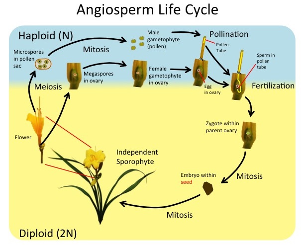  Illustration shows the angiosperm life cycle of plants.