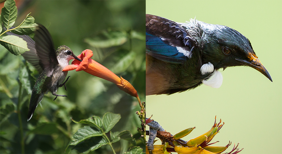  Photo depicts a hummingbird drinking nectar from a flower, and a Tui with pollen on its forehead.