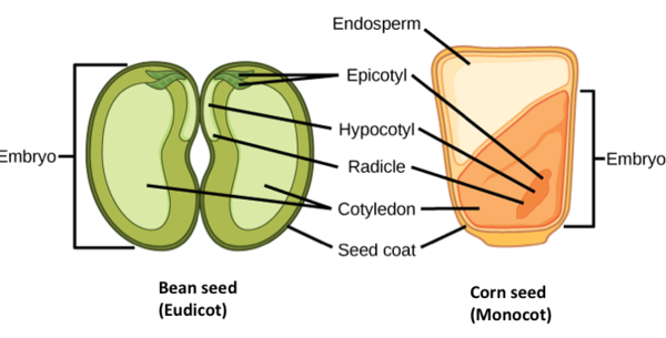  Illustration shows the structure of a monocot corn seed and a eudicot bean seed. The lower half of the monocot seed contains the cotyledon, and the upper half contains the endosperm. The dicot seed does not contain an endosperm, but has two cotyledons, one on each side of the bean. Both the monocot and the dicot seed have an epicotyl that is attached to a hypocotyl. The hypocotyl terminates in a radicle. In the eudicot, the epicotyl is in the upper middle part of the seed. In the monocot, the epicotyl is in the lower cotyledon. Both the monocot and dicot seed are surrounded by a seed coat.