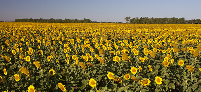  Photo shows field of sunflowers all tilted in the same direction.