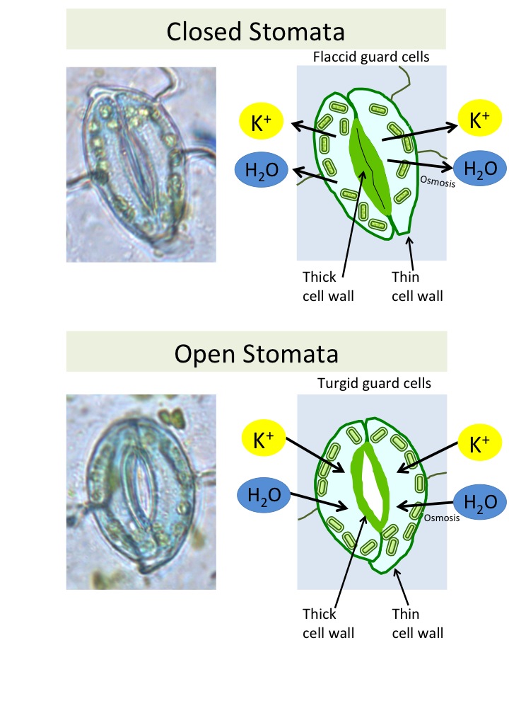  Illustration shows a stoma either open or closed.