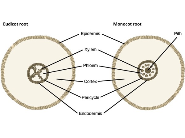  The cross section of a dicot root has an X-shaped structure at its center. The X is made up of many xylem cells. Phloem cells fill the space between the X. A ring of cells called the pericycle surrounds the xylem and phloem. The outer edge of the pericycle is called the endodermis. A thick layer of cortex tissue surrounds the pericycle. The cortex is enclosed in a layer of cells called the epidermis. The monocot root is similar to a dicot root, but the center of the root is filled with pith. The phloem cells form a ring around the pith. Round clusters of xylem cells are embedded in the phloem, symmetrically arranged around the central pith. The outer pericycle, endodermis, cortex and epidermis are the same in the dicot root.