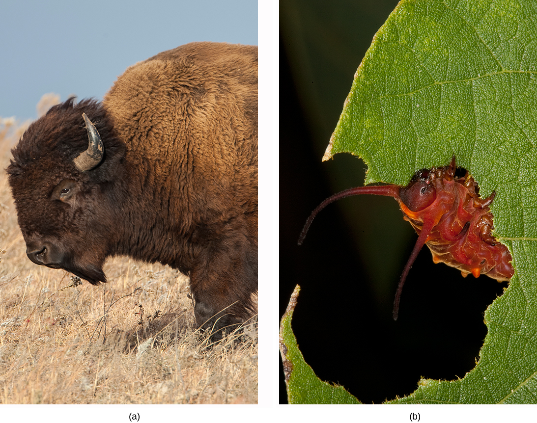 Left photo shows a male American Bison. Right photo shows a caterpillar eating a leaf.