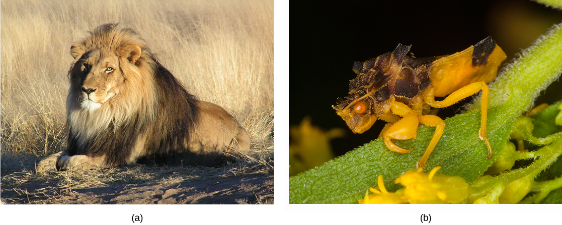 Left photo shows a male lion on the grass; right photo shows an ambush bug on a goldenrod flower