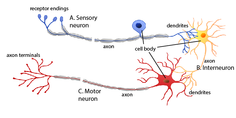 diagram of sensory, inter-, and motor neurons