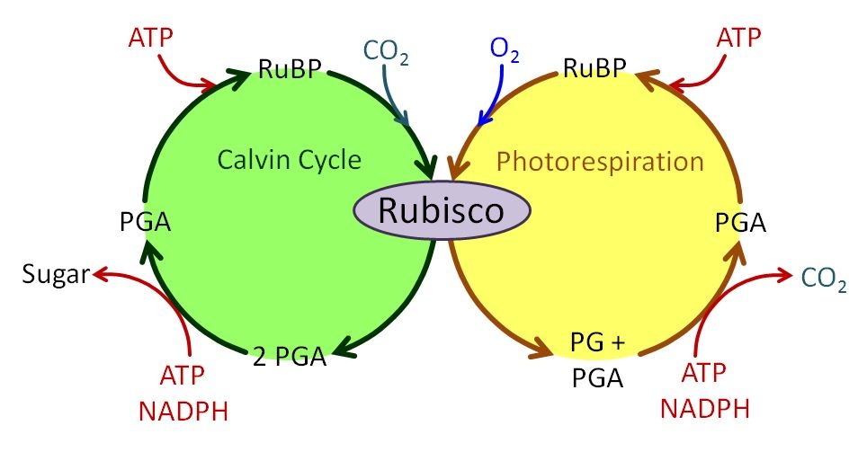 comp photorespiration and carbon fixation