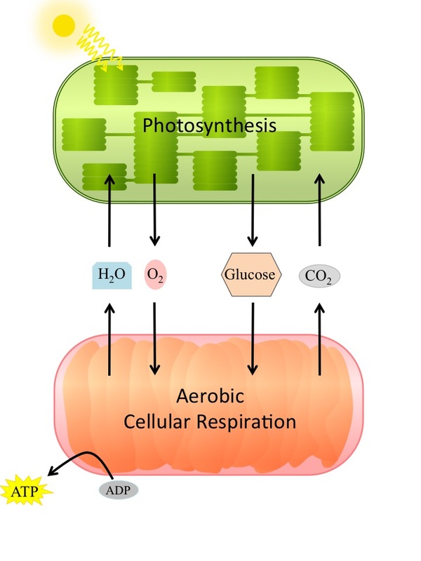 Relationship between photosynthesis and cellular respiration