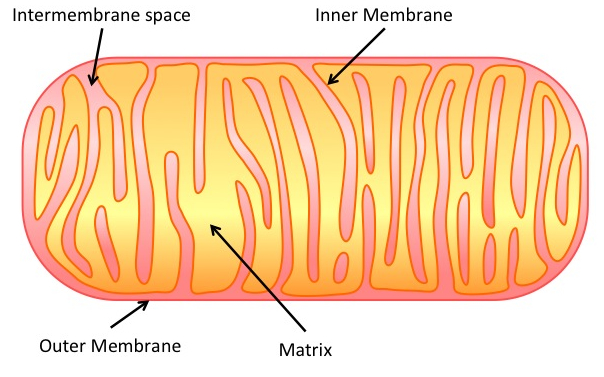 Structures within the Mitochondria