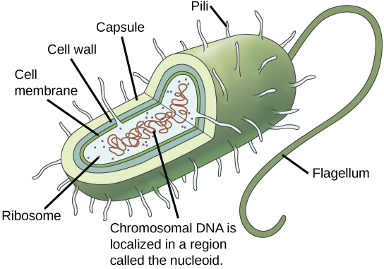 In this illustration, the prokaryotic cell has an oval shape. The circular chromosome is concentrated in a region called the nucleoid. The fluid inside the cell is called the cytoplasm. Ribosomes, depicted as small circles, float in the cytoplasm. The cytoplasm is encased by a plasma membrane, which in turn is encased by a cell wall. A capsule surrounds the cell wall. The bacterium depicted has a flagellum protruding from one narrow end. Pili are small protrusions that project from the capsule in all directions.
