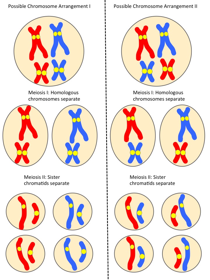 This illustration shows that, in a cell with 2 pairs of homologous chromosomes, 2 possible arrangements of chromosomes in Meiosis I will give rise to 4 different kinds of gametes. These are shown at the bottom of the figure; although there are 8 total gametes, there are 4 pairs that are identical.