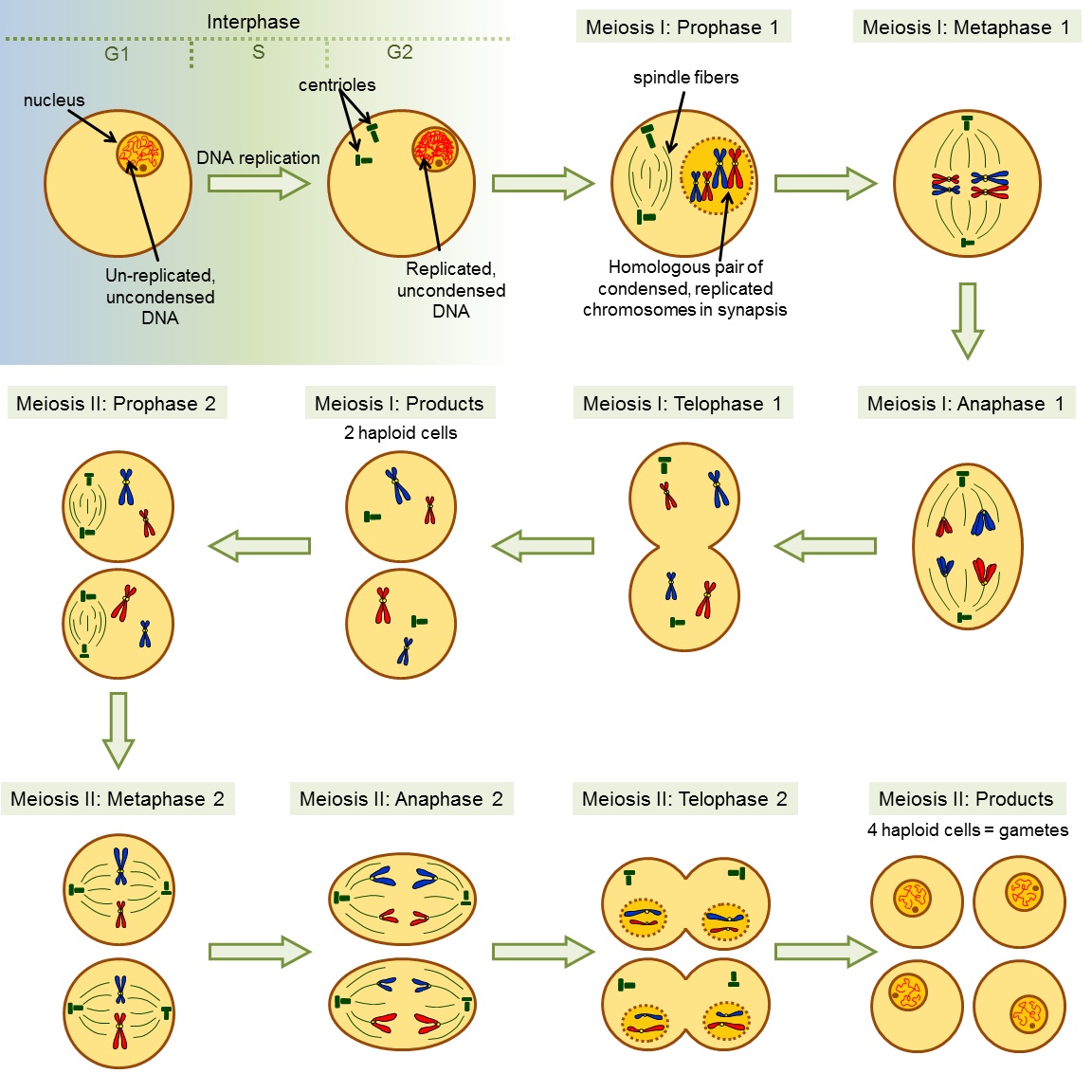 Meiosis for 2 pairs of homologous chromosomes.