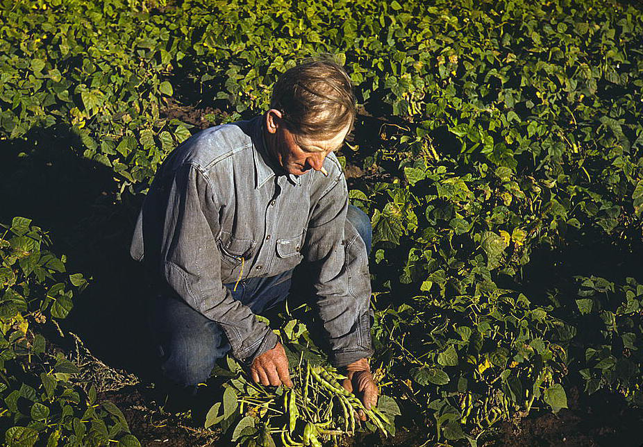 In figure (a) man in jeans and a denim shirt is shown kneeling and picking crops in a field.