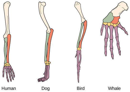 Illustration compares a human arm, dog and bird legs and a whale flipper. All appendages have the same bones, but the size and shape of these bones vary.