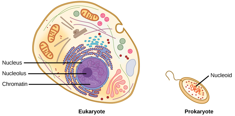Illustration shows a eukaryotic cell, which has a membrane-bound nucleus containing chromatin and a nucleolus, and a prokaryotic cell, which has DNA contained in an area of the cytoplasm called the nucleoid. The prokaryotic cell is much smaller than the eukaryotic cell.