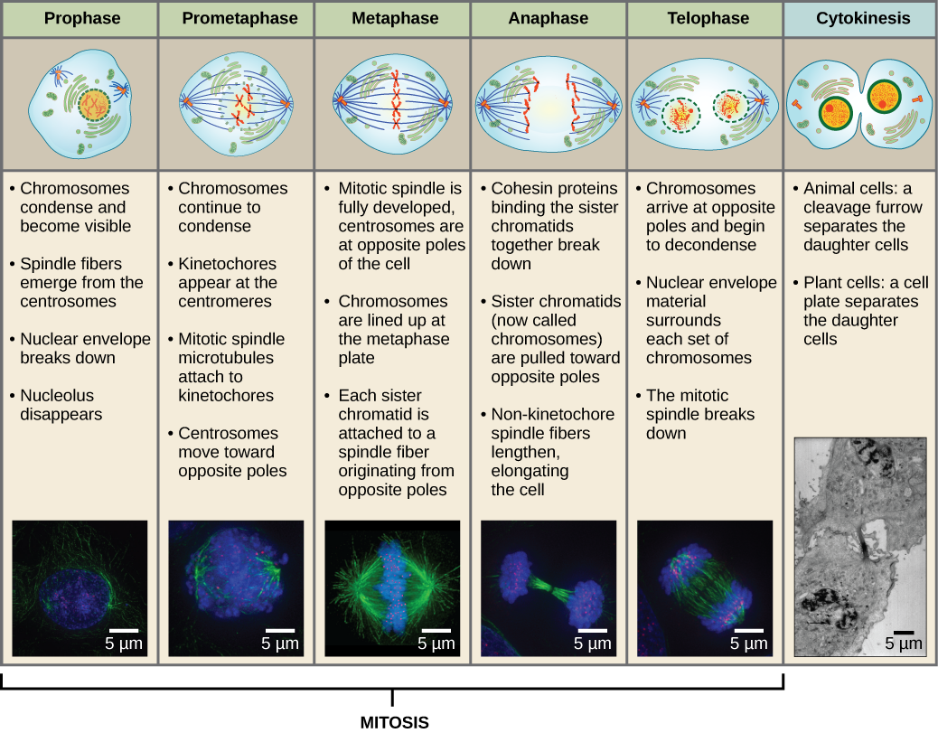 This diagram shows the four phases of mitosis (including extra pictures of prometaphase and cytokinesis for clarity). During prophase, the chromosomes condense and become visible, spindle fibers emerge from the centrosomes, the nuclear envelope breaks down, and the nucleolus disappears. Also during prophase, the kinetochores appear at the centromeres, mitotic spindle microtubules attach to the kinetochores, and centrosomes move toward opposite poles.. These are shown as prophase and prometaphase to show all steps for extra clarification. During metaphase, the mitotic spindle is fully developed, and centrosomes are at opposite poles of the cell. Chromosomes line up at the metaphase plate and each sister chromatid is attached to a spindle fiber originating from the opposite pole. During anaphase, the cohesin proteins that were binding the sister chromatids together break down. The sister chromatids, which are now called chromosomes, move toward opposite poles of the cell. Non-kinetochore spindle fibers lengthen, elongating the cell. During telophase, chromosomes arrive at the opposite poles and begin to decondense. The nuclear envelope reforms, and cytokinesis occurs. During cytokinesis in animals, a cleavage furrow separates the two daughter cells. In plants, a cell plate separates the two cells.