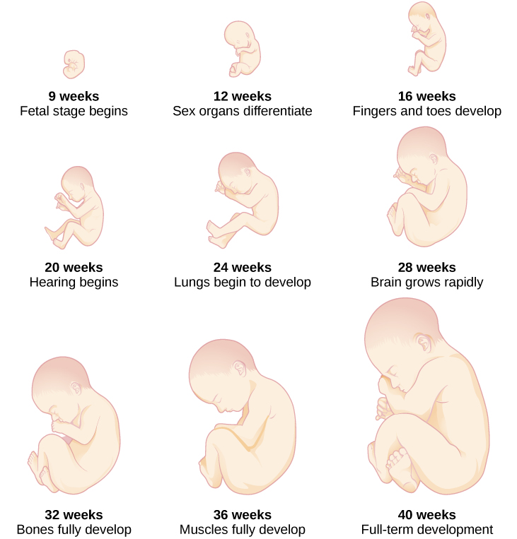 Fetal stage (weeks 9-40) By OpenStax (Page 2/56 ...