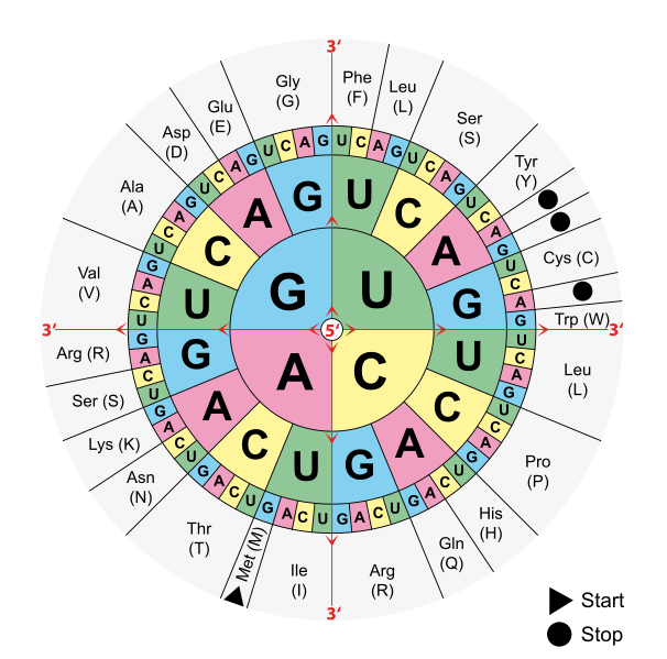 This version of the genetic code is displayed as four concentric circles. The inner most circle contains the first letter at the five prime end of the codon. The second ring contains the four possibilities for the second letter for each of the inner circle letters. The third ring contains the four possibilities for each of the letters in the second ring. The fourth ring contains the specific amino acid each triplet combination codes for each combination.