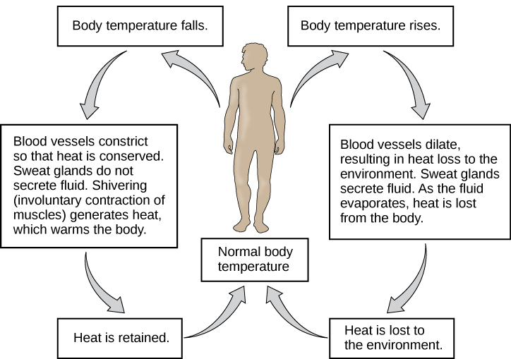 Flow chart shows how normal body temperature is maintained. If the body temperature rises, blood vessels dilate, resulting in loss of heat to the environment. Sweat glands secrete fluid. As this fluid evaporates, heat is lost from the body. As a result, the body temperature falls to normal body temperature. If body temperature falls, blood vessels constrict so that heat is conserved. Sweat glands do not secrete fluid. Shivering (involuntary contraction of muscles) releases heat which warms the body. Heat is retained, and body temperature increases to normal.