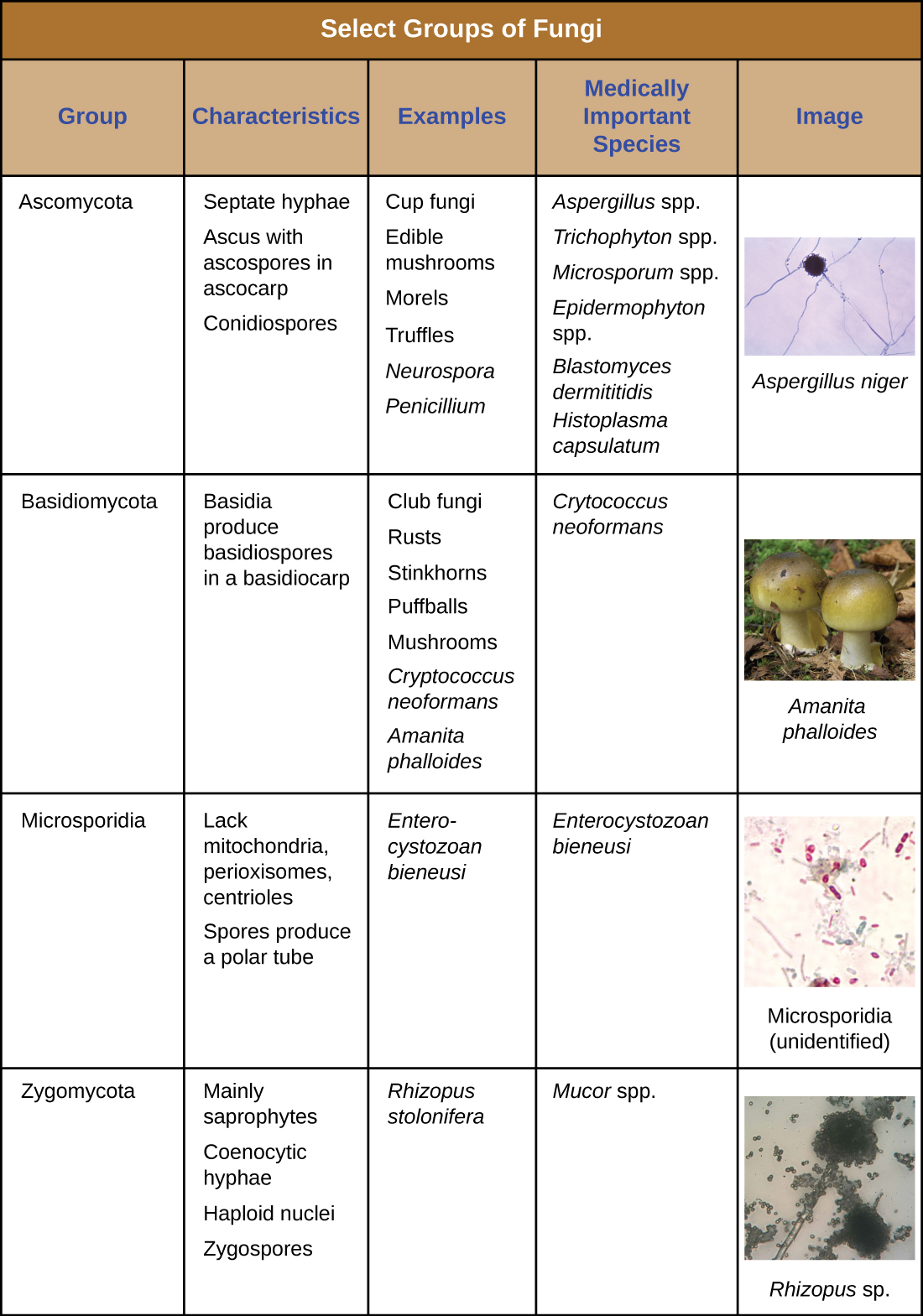 A table labeled select groups of fungi. Four groups are discussed. Ascomycota have the characteristics: septate hyphae, ascus with ascospores in ascocarp, and conidiospores. Examples include Cup fungi, edible mushrooms, morels, truffles, neurospora, and penicillim. Medically important species include Aspergillus, Trichophyton, Microsporum, Epidemophyton, Blastomyces demititidis, and Histoplasma capsulatum. An image of Aspergillus niger shows long strands with a dark sphere at the end of one strand. Basidiomycota have the characteristics: basidia, produce basidiospores in basidiocarp. Examples include club fungi, rusts, stinkhors, puffballs, mushrooms, Cryptococcus neoformans, Amanita phalloides. Medically important species include Cryptococcus neoformans. An image shows a mushroom labeled Amanita phalloides. Microsporidia have the characteristics: lack mitochondria, peroxisomes, and centrioles; spores produce a polar tube. Examples include Enterocystozoan bieneusi which is medically important. A micrograph shows oval cells labeled microsporidia (unidentified). Zygomycota have the characteristics: mainly saprophytes, coenocytic hyphae, haploid nuclei and zygospores. Examples include Rhizopus stolonifera and the medically important mucor spp. A micrograph shows a long strand with many small dots everywhere on the slide.