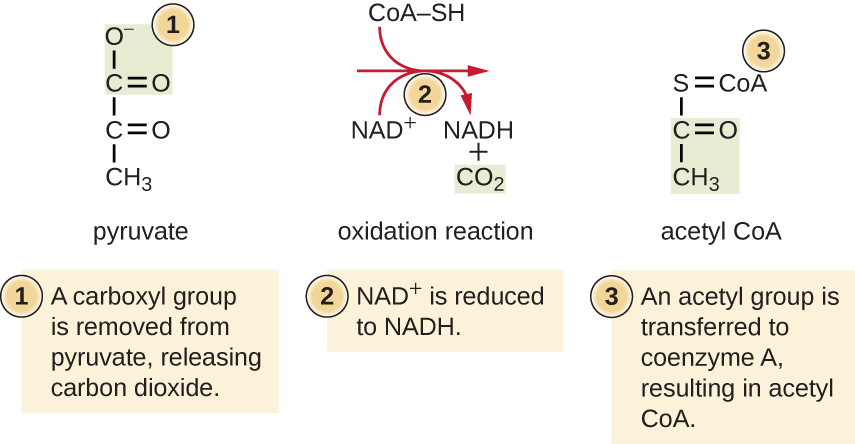 Step 1: A carboxyl group is removed from pyruvate, releasing carbon dioxide. Step 2: NAD+ is reduced to NADH. Step 3: An acetyl group is transferred to coenzyme A, resulting in acetyl CoA.
